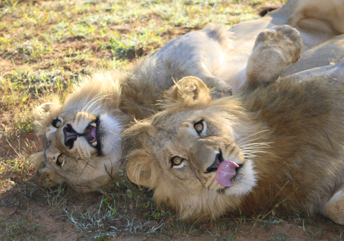 Monomotapa Village Entabeni reserve lions