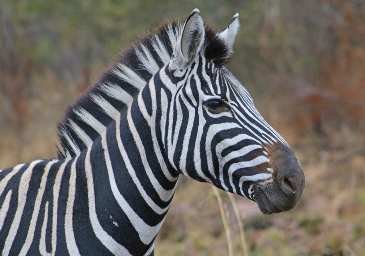 Monomotapa Village Entabeni reserve zebras